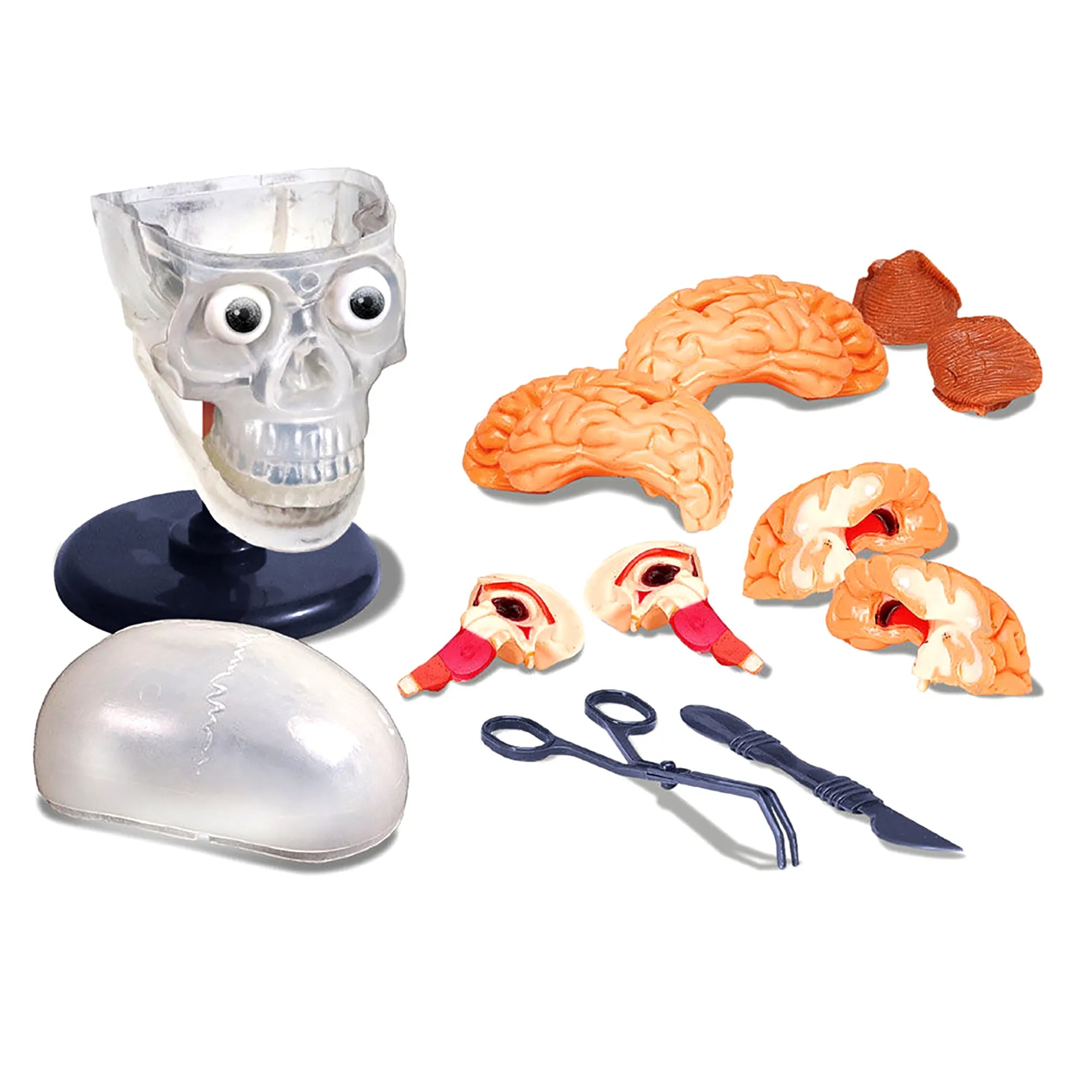 SmartLab The Amazing Squishy Brain - STEM Medical Science Kit. Ages 8 ...