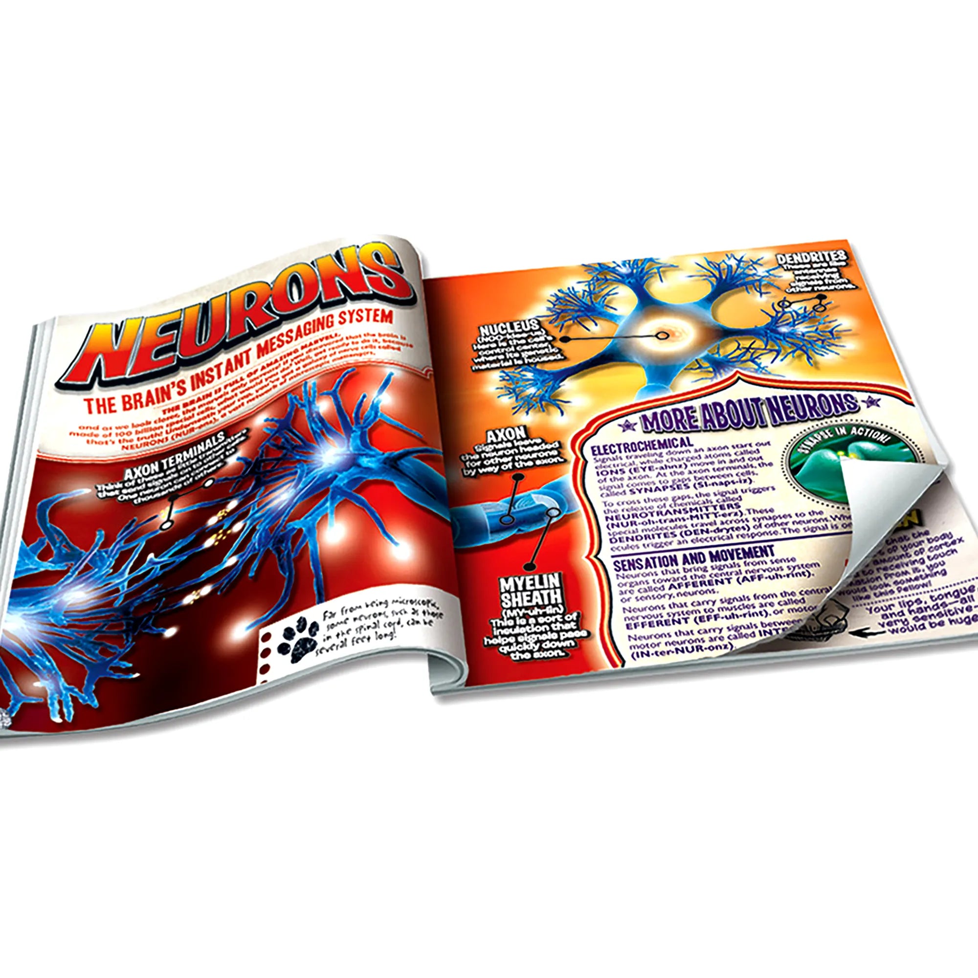 SmartLab The Amazing Squishy Brain - STEM Medical Science Kit. Ages 8 ...